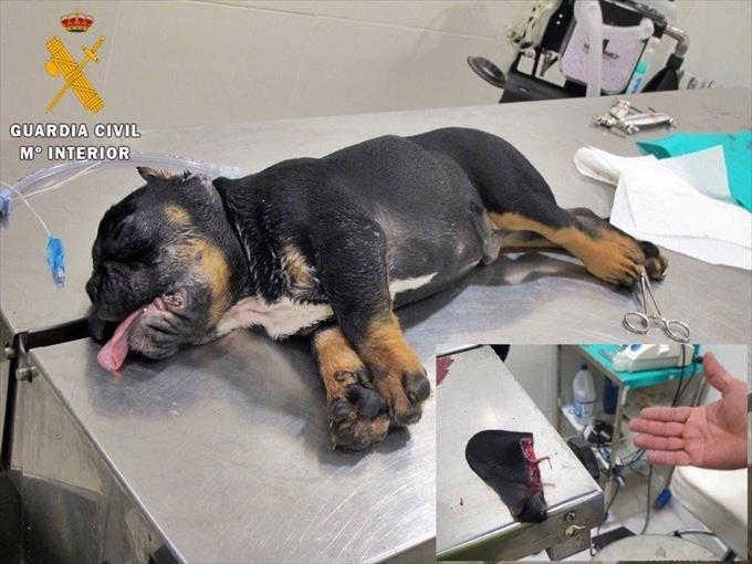 Condenado por intrusismo profesional el propietario de una clínica canina que, a pesar de carecer de titulación veterinaria, fue sorprendido realizando una otectomía 