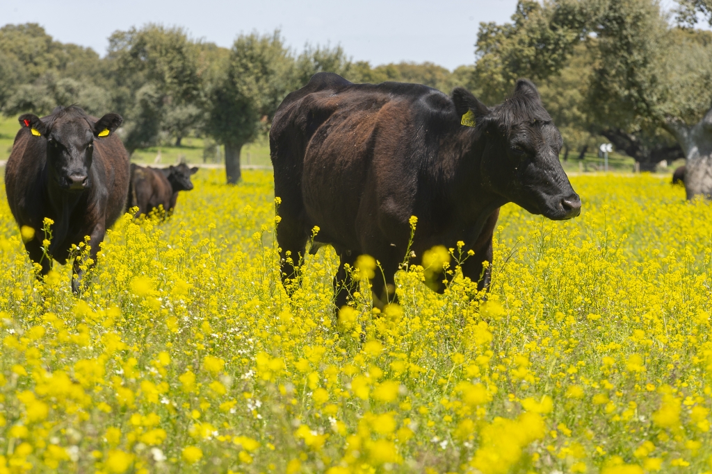 Veinticinco veterinarios de Valladolid siguen el curso sobre vacuno de carne extensivo y su valor ambiental