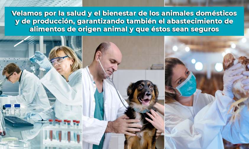 La labor sanitaria preventiva de los veterinarios, fundamental para evitar la aparición y propagación de zoonosis en humanos