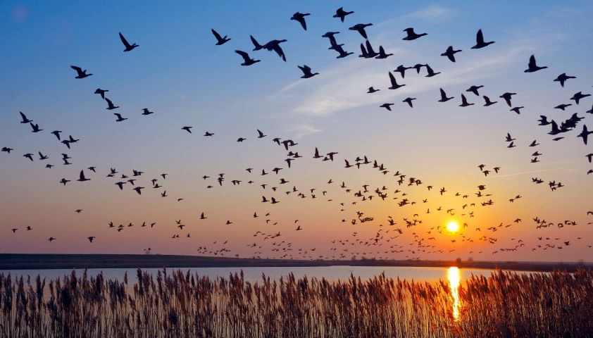 Los veterinarios de Castilla-La Mancha son una figura esencial en la protección de las aves migratorias y sus hábitats