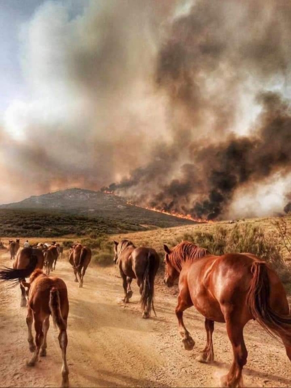 Los Colegios de Veterinarios de &Aacute;vila y Madrid se ponen a disposici&oacute;n de los servicios de emergencia ante la gravedad de los incendios forestales