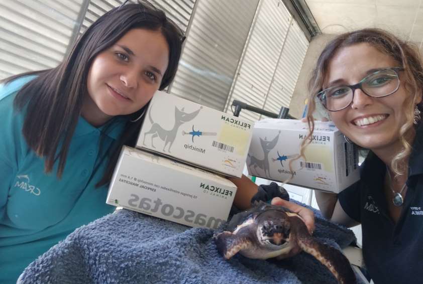 El Consejo de Cataluña y el Colegio de Barcelona donan microchips para el seguimiento de crías de tortuga