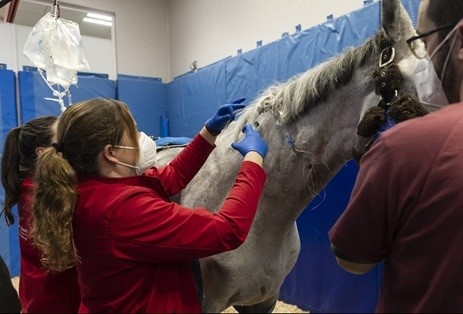 El Consejo Valenciano llama a los veterinarios a estar alerta ante posibles s&iacute;ntomas de la Fiebre del Nilo en &eacute;quidos