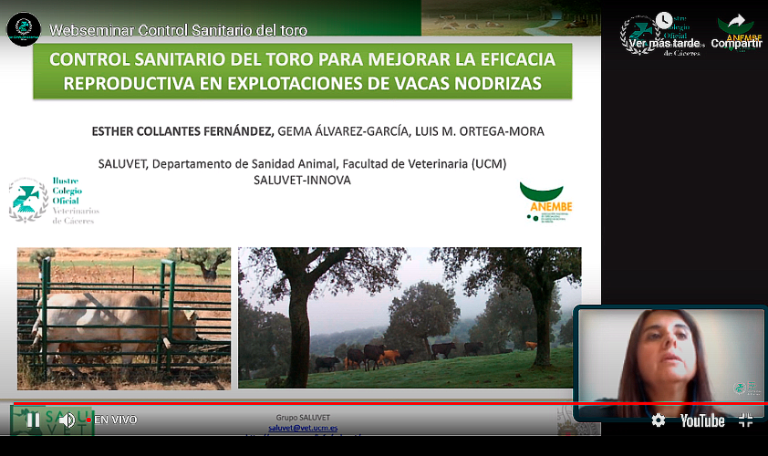Noventa veterinarios se forman en Cáceres para mejorar la eficacia reproductiva en las explotaciones de vacas nodrizas