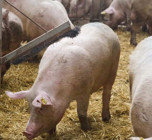 El Colegio de Badajoz forma a los veterinarios en los cambios de gestión previstos en explotaciones intensivas de porcino