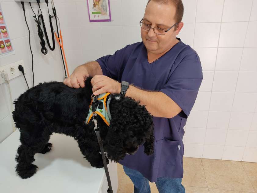 Concluye la campaña antirrábica en Ceuta con cerca de 8.000 animales vacunados