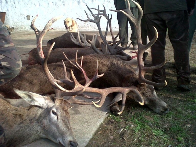 La profesi&oacute;n veterinaria reclama la especialidad en Salud P&uacute;blica y rechaza la figura del &ldquo;cazador formado&rdquo;