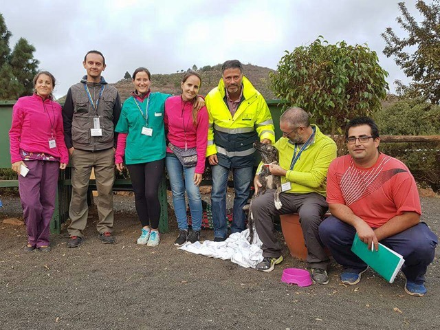 Sesenta veterinarios voluntarios atendieron en el Centro Hípico de San Mateo a los animales heridos por el incendio forestal