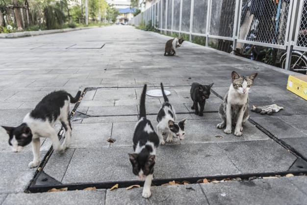 Veterinarios de Las Palmas inician la campaña de esterilizaciones masivas con una primera acción sobre 50 gatos en el Albergue Insular