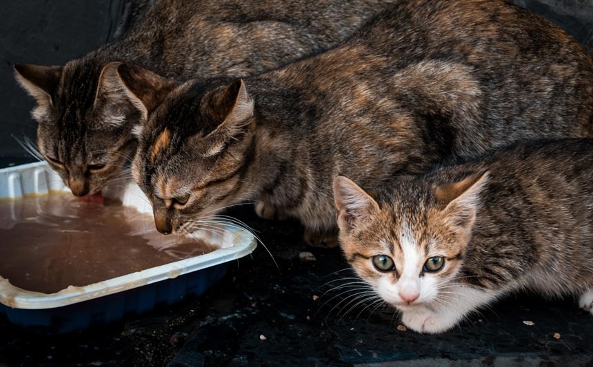 AVEM y la Universidad Complutense promueven el curso sobre gestión veterinaria y control integral de colonias felinas urbanas