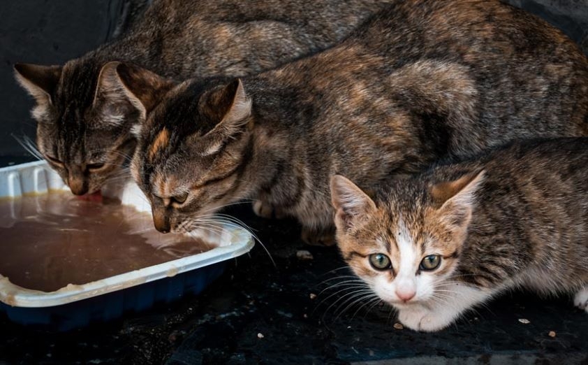 Los veterinarios de Granada, presentes en la mesa de trabajo sobre colonias felinas que constituye el Ayuntamiento de la capital