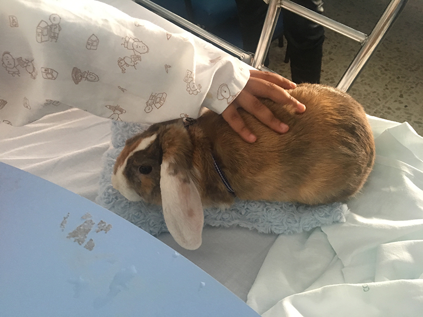 Pequeños ingresados en el Hospital Puerta del Mar reciben la visita de dos conejos enanos en el marco de una campaña del Colegio gaditano