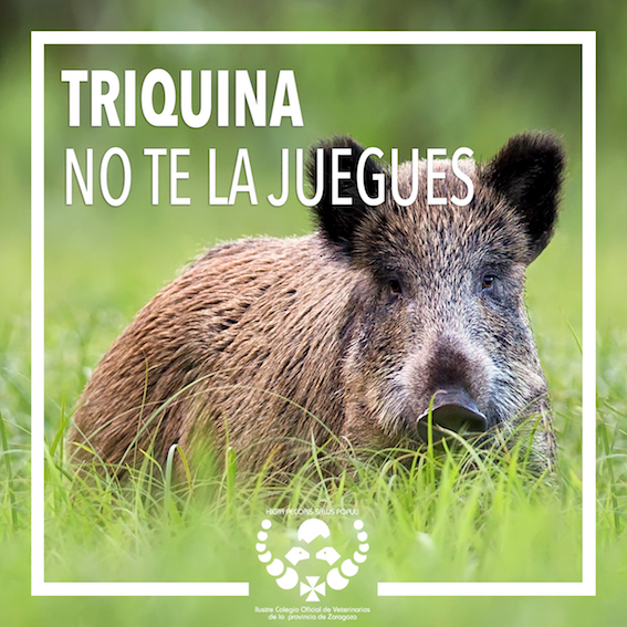El Colegio de Zaragoza lanza la campaña “Triquina: No te la juegues”