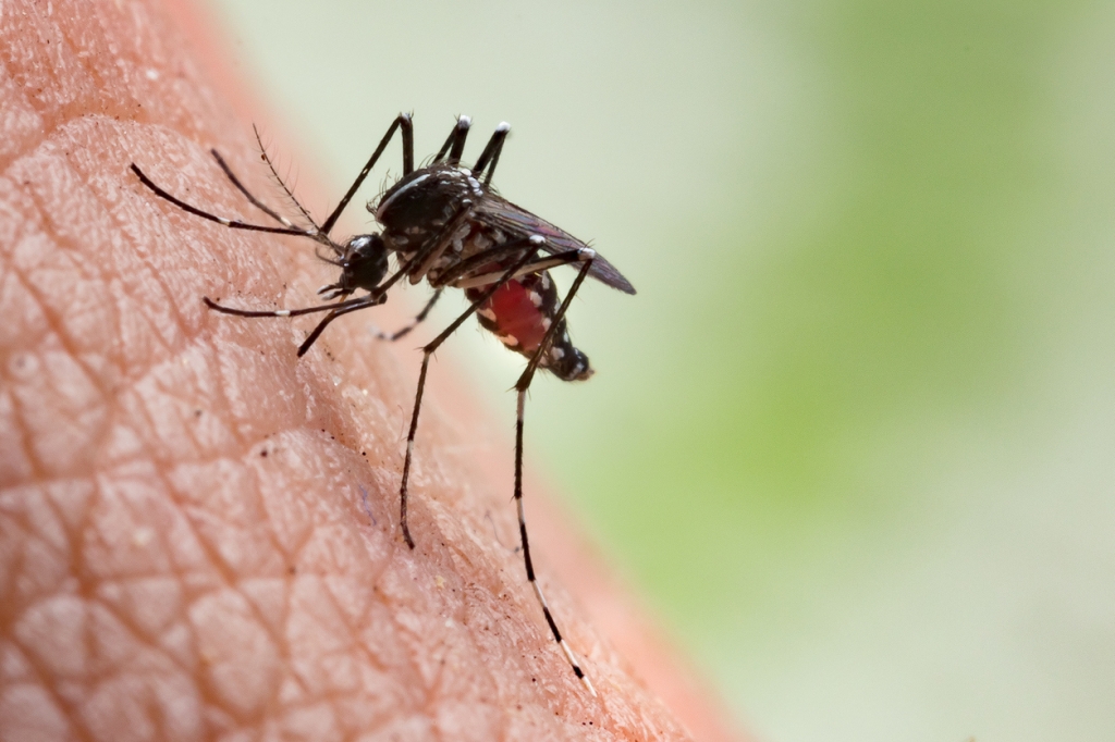 Las enfermedades transmitidas por la picadura de mosquitos se han incrementado en España en los últimos años 