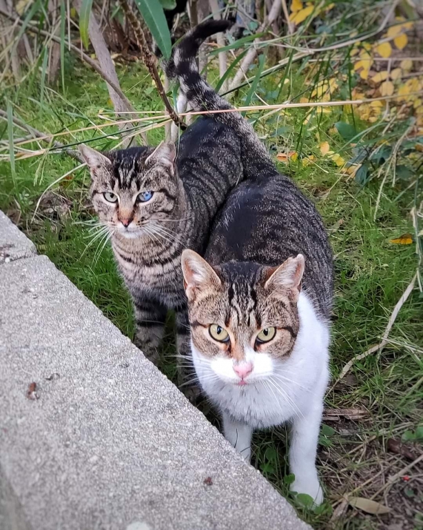 El Ayuntamiento de Soria y los veterinarios siguen trabajando en el programa de gesti&oacute;n &eacute;tica de colonias felinas