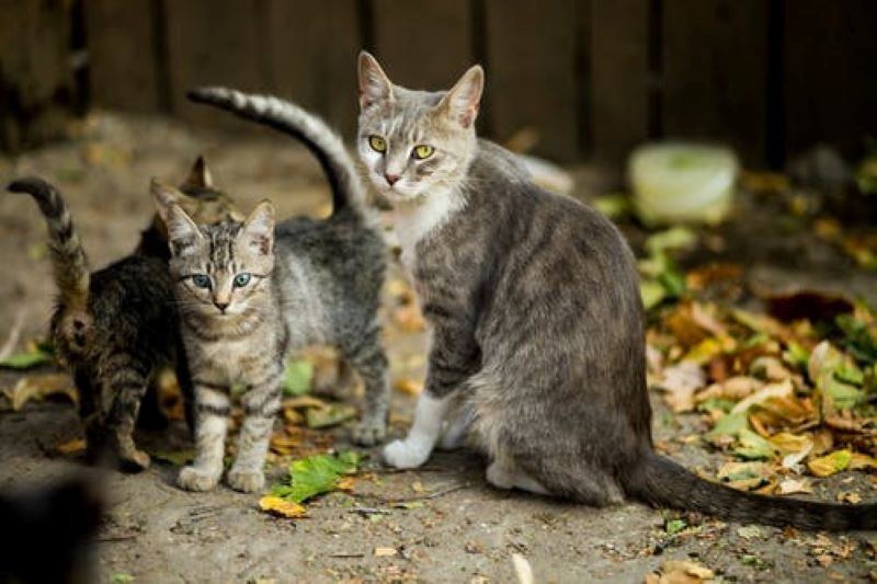 Una plan preventivo hecho a medida para cada gato protege la salud de más de 27.000 familias en  Castilla-La Mancha