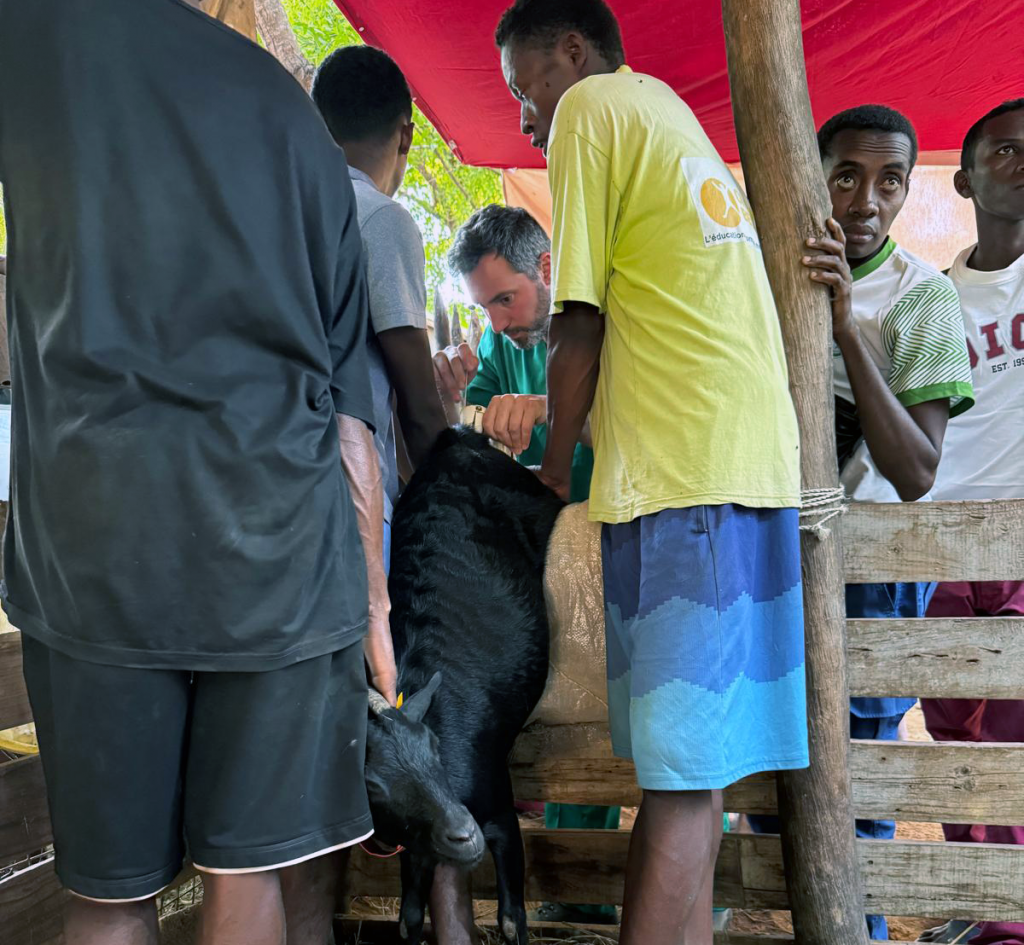 El Colegio de Veterinarios de Granada y Fundaci&oacute;n Agua de Coco realizan la inseminaci&oacute;n de otras 48 cabras en Madagascar 