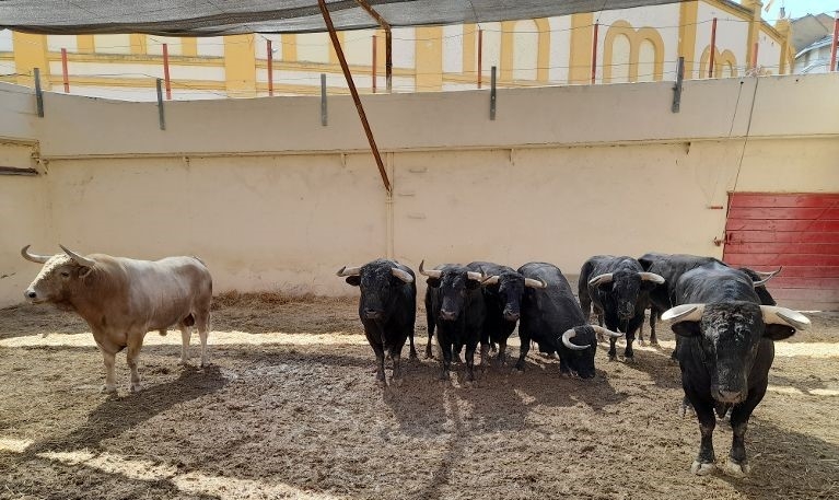 Los astados del hierro de Torrealta en los corrales de la plaza de Huesca