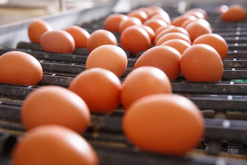 Los veterinarios de Castilla-La Mancha garantizan la salubridad de más del 25% de los huevos que se consumen en España