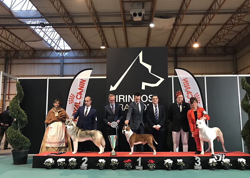 El Colegio de Zaragoza colaboró en la organización del XXXVIII Exposición Canina