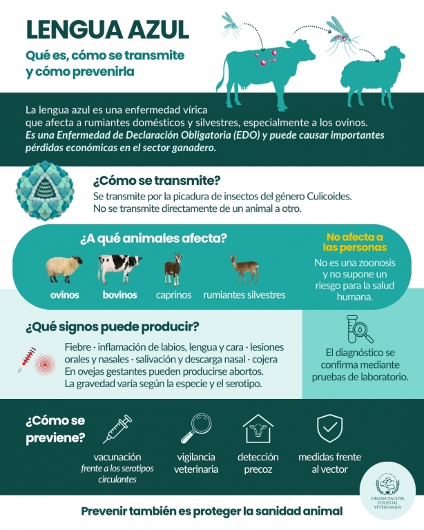 El trabajo conjunto de ganadero, veterinario y Administraci&oacute;n es clave en la prevenci&oacute;n de la lengua azul