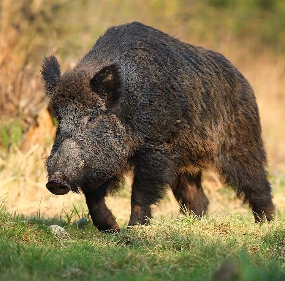Especialistas en investigaci&oacute;n, producci&oacute;n porcina, bioseguridad y gesti&oacute;n de fauna salvaje participan en una mesa ronda sobre la PPA