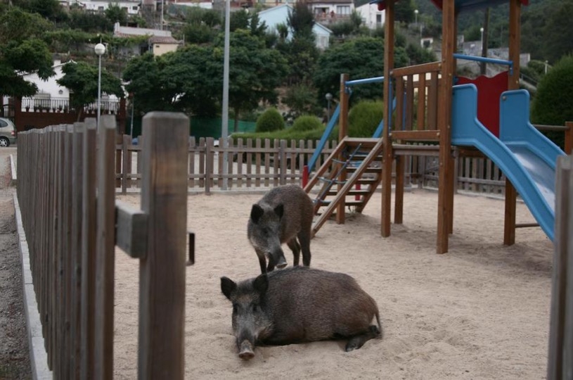 Los veterinarios destacan el papel de la fauna salvaje como reservorio de enfermedades tras la detección de PPA en jabalíes de Barcelona
