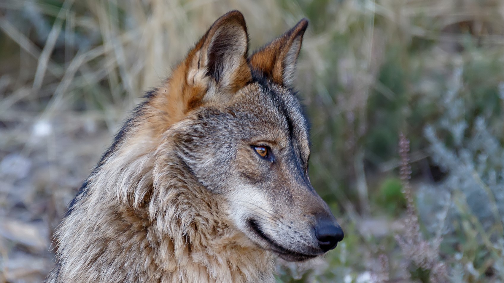 Concluye la parte teórica del título de Especialista en Conservación y  Gestión del Lobo Ibérico 