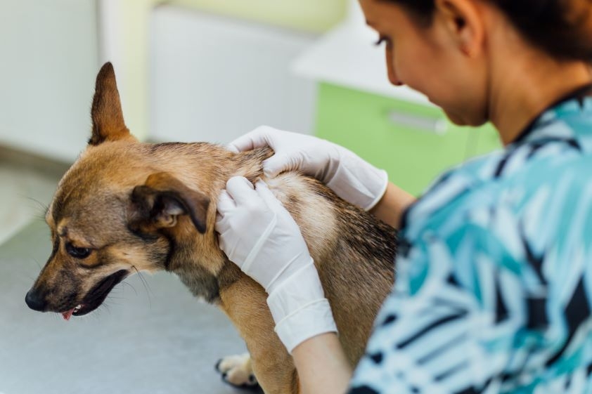 La OCV pide explicaciones ante las informaciones sobre un posible retroceso en la cesi&oacute;n de medicamentos veterinarios