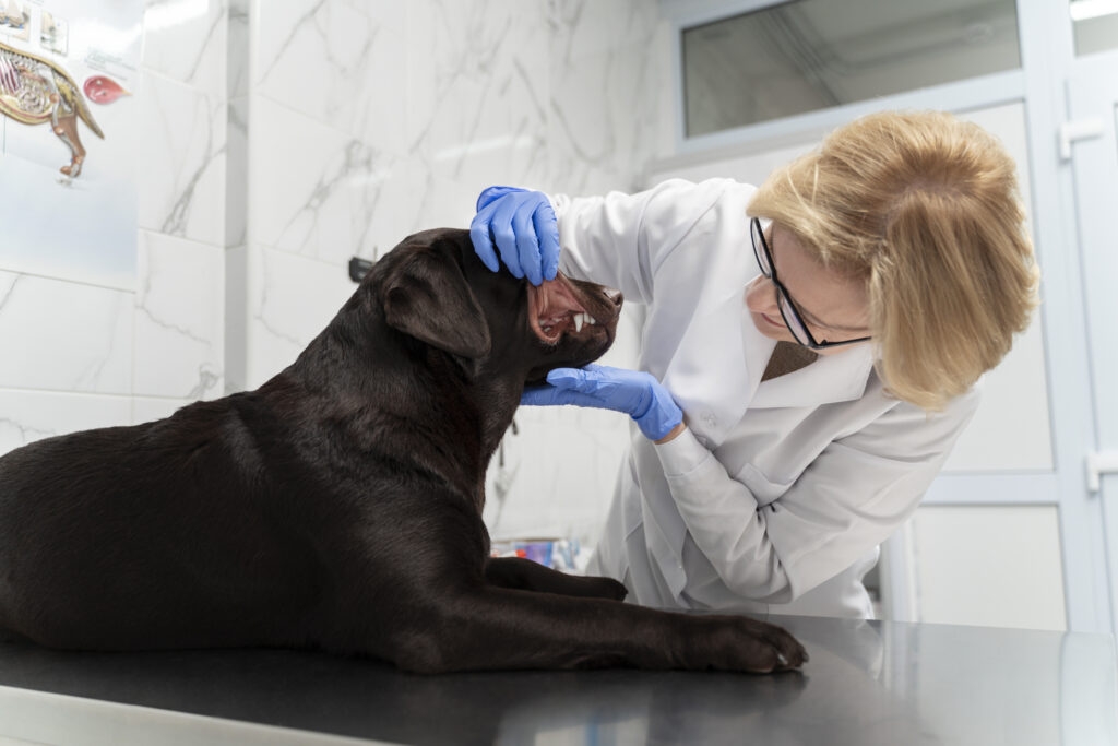 El Colegio de Veterinarios de M&aacute;laga consigue una nueva sentencia condenatoria por intrusismo profesional