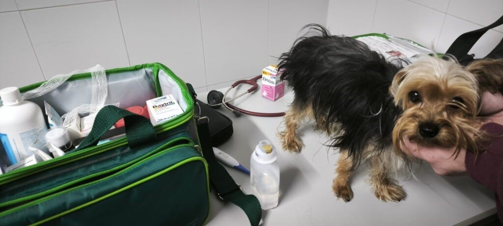 El Colegio de Veterinarios de M&aacute;laga despliega en Ronda un dispositivo especial de asistencia para los animales afectados por el temporal 