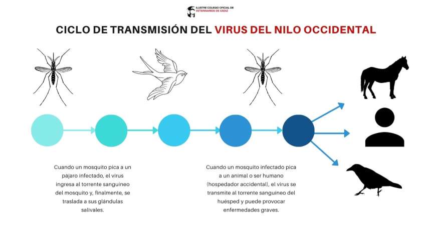 El Colegio de Cádiz llama a la calma ante los casos de virus del Nilo Occidental