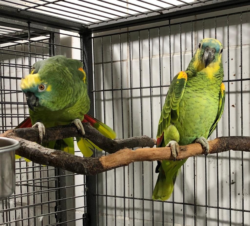 La OCV presenta alegaciones al desarrollo reglamentario de los núcleos zoológicos y al listado positivo de especies de animales de compañía