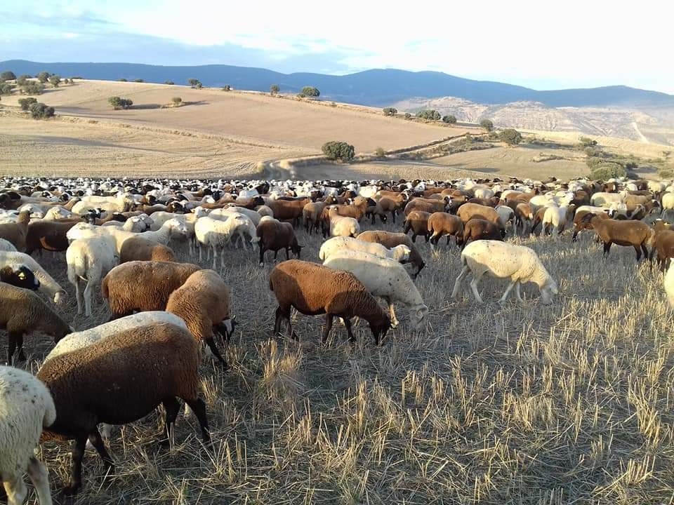 Veterinarios de ovino y caprino de Castilla y León se forman en economía de la producción de pequeños rumiantes