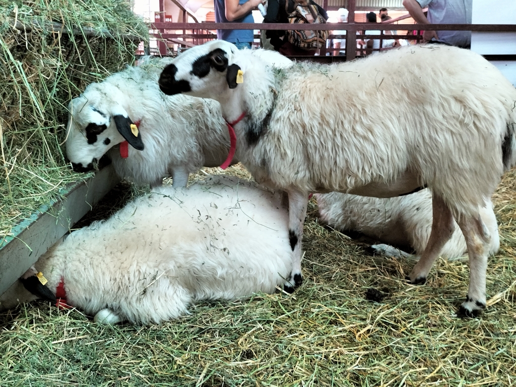 La vacunación contra la lengua azul en las cabañas de vacuno y ovino de Segovia marcha a buen ritmo