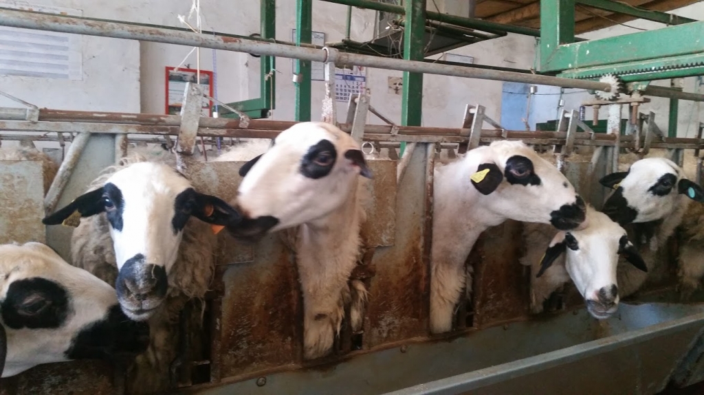 Los veterinarios de Castilla-La Mancha destacan la importancia de la vacunación de la cabaña de ovino y bovino para combatir la lengua azul 