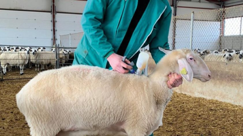 Los veterinarios de León advierten de la importancia de cumplir con la vacunación de mascotas y animales de producción 