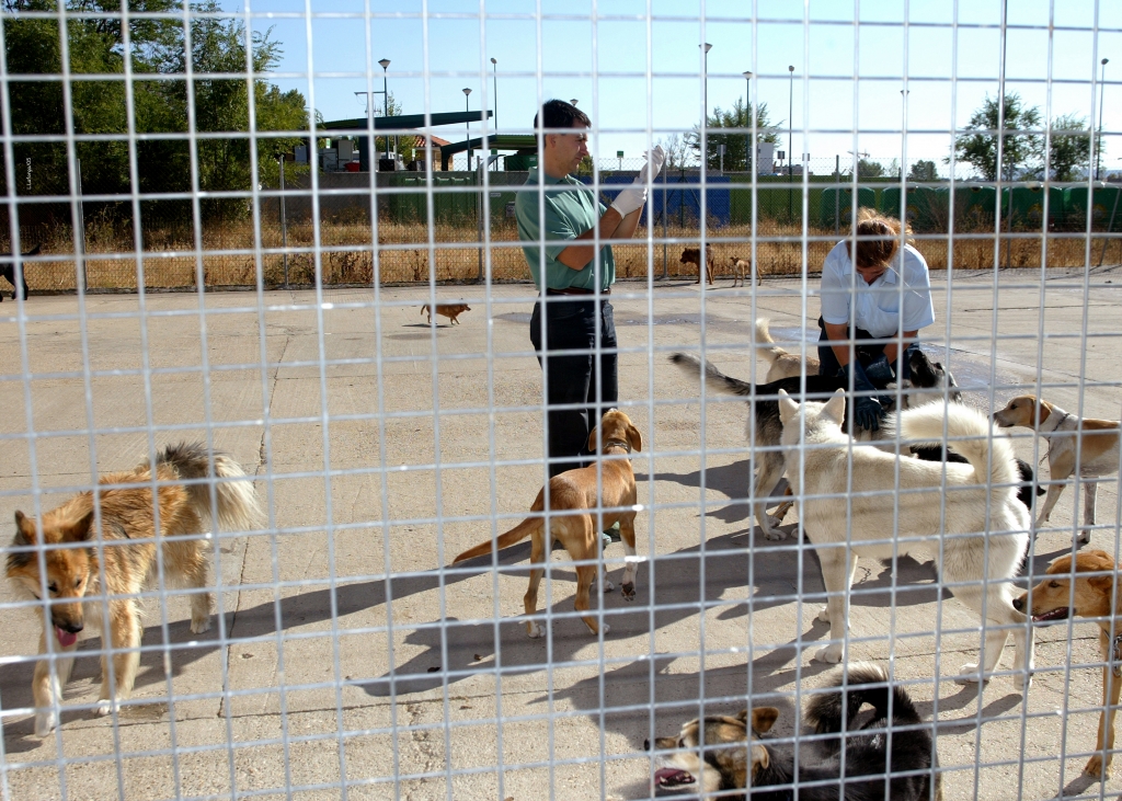 La OCV pide vigilar el cumplimiento de la identificaci&oacute;n obligatoria para frenar el abandono animal