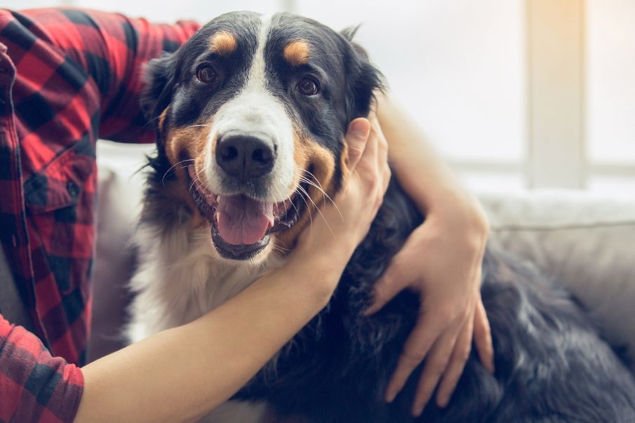 La OCV recuerda c&oacute;mo preparar los viajes con animales de compa&ntilde;&iacute;a dentro y fuera de la Uni&oacute;n Europea