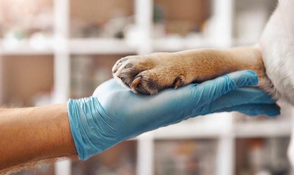 El Colegio de Valladolid estima que hay motivos para el paro en centros veterinarios del día 11