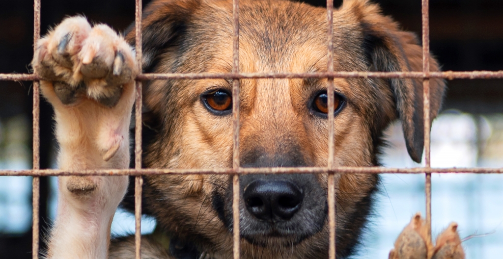 Los veterinarios insisten en que la identificación es la mejor herramienta para reducir las elevadas cifras de abandono de animales