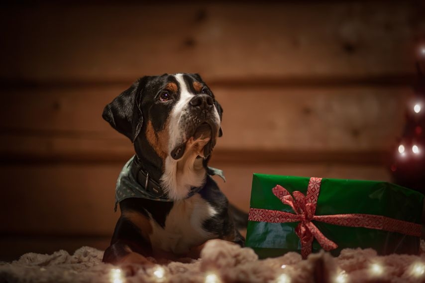 Los veterinarios de Toledo advierten sobre la responsabilidad de regalar animales en Navidad