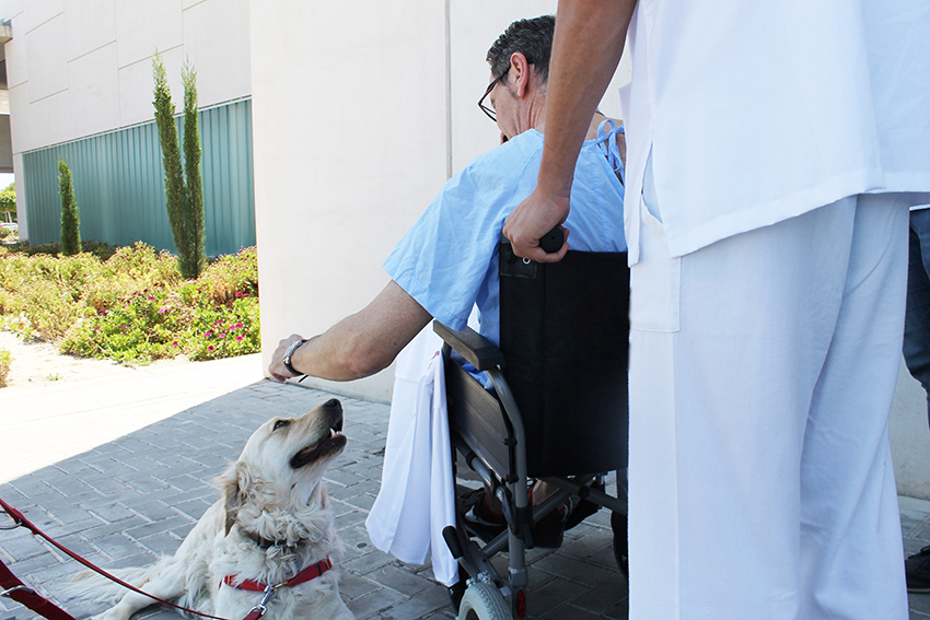 El Colegio de Alicante y Ribera Salud crean un protocolo para permitir visitas de mascotas a los pacientes