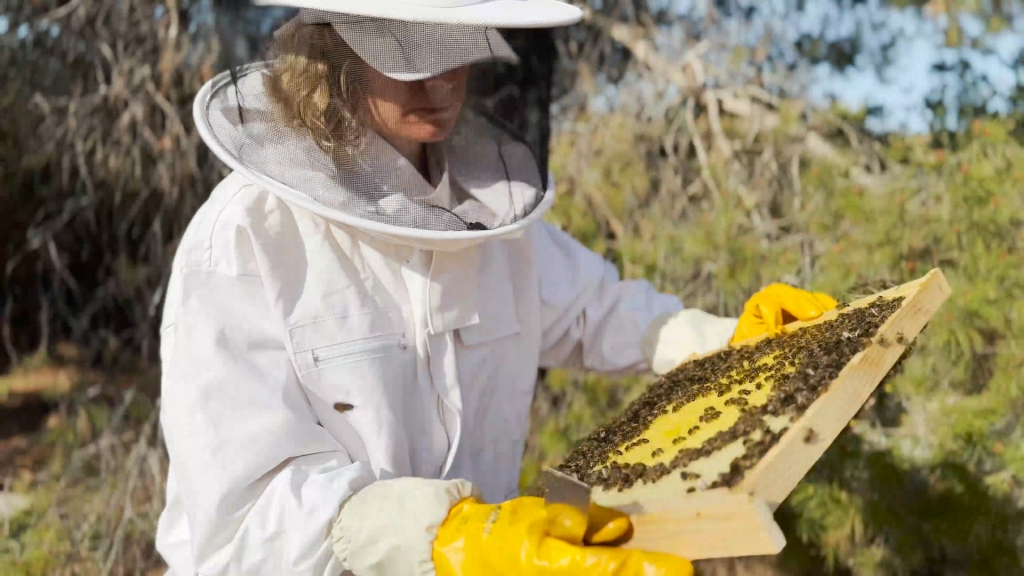 Ana Momp&oacute; Ib&aacute;&ntilde;ez: sanidad ap&iacute;cola, sostenibilidad y protecci&oacute;n de un elemento esencial para la biodiversidad