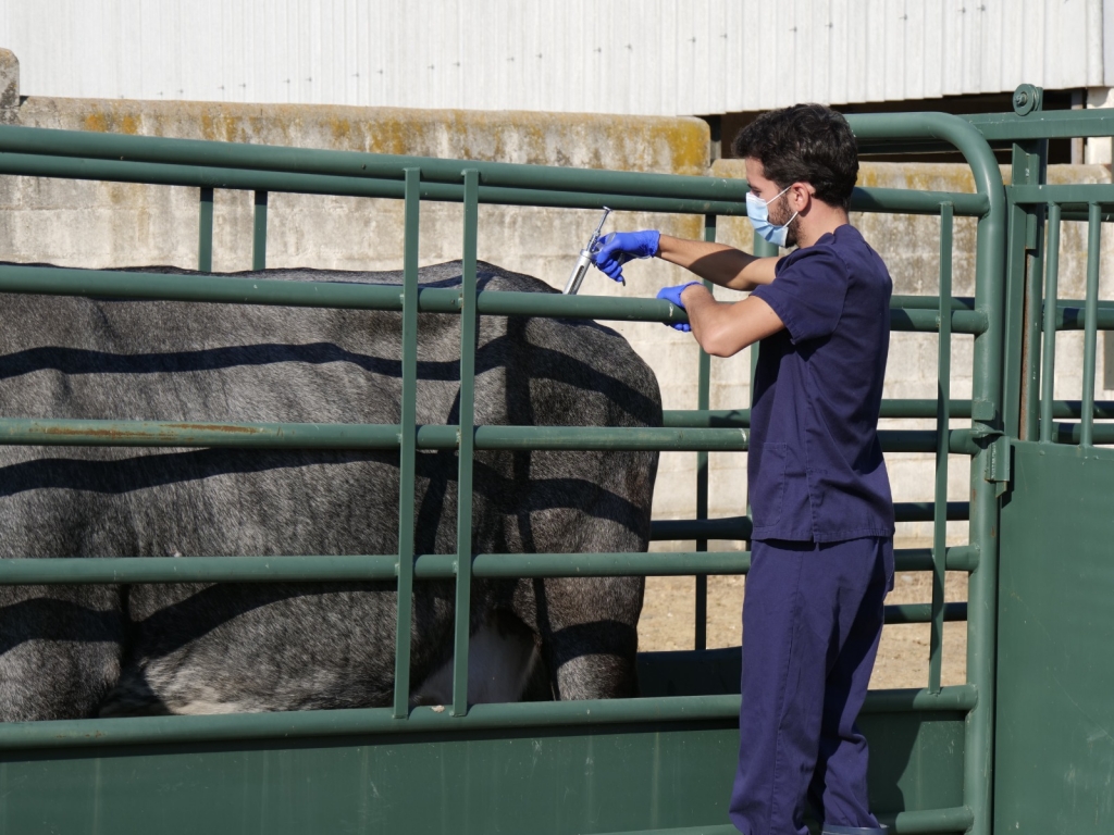Los veterinarios de Castilla y León expresan su descontento con la reforma de la Ley de Sanidad Animal