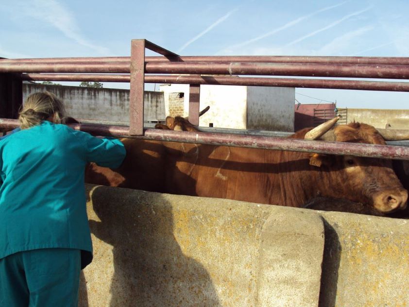 La Organización Colegial Veterinaria exige reforzar las condiciones de seguridad en los saneamientos ganaderos