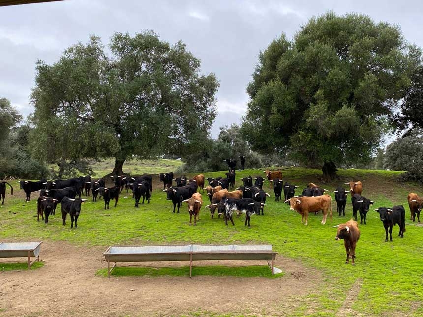 Éxito de la visita guiada a la ganadería Soto de la Fuente organizada por el Colegio de Veterinarios de Sevilla