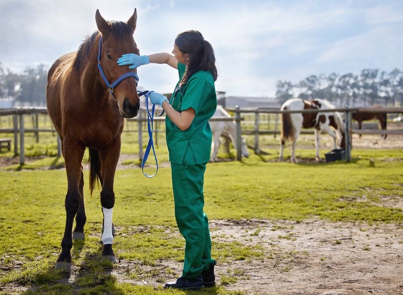 El número de veterinarias colegiadas en Toledo crece un 23,5% en los últimos tres años