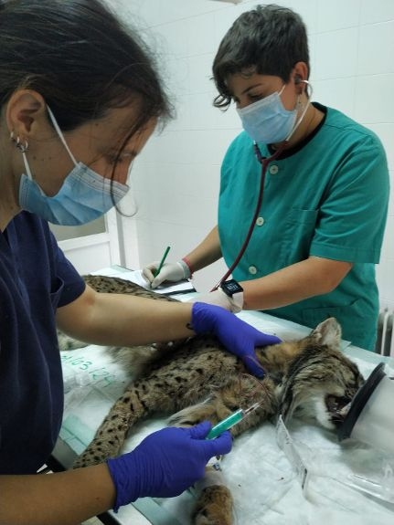 La veterinaria Rebeca Grande, con un ejemplar de lince