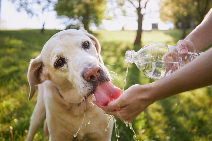 El Colegio de Veterinarios de Toledo insiste en la necesidad de proteger del calor a las mascotas en verano